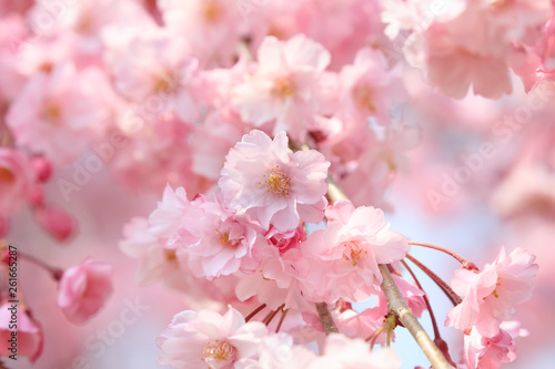 Cherry blossoms in full bloom in Yamanashi - Japan spring -