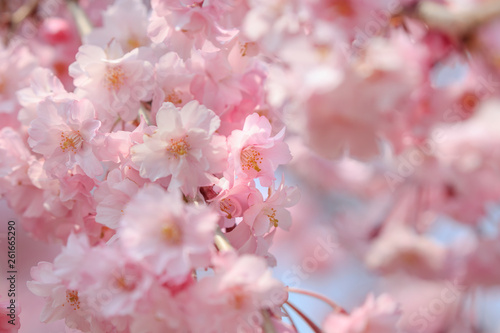 Cherry blossoms in full bloom in Yamanashi - Japan spring -