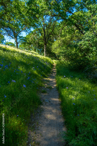 Forrest and Purple Flowers-02