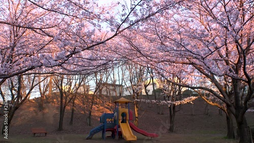 Wallpaper Mural TOKYO,  JAPAN - CIRCA APRIL 2019 : PINK CHERRY BLOSSOMS in RESIDENTIAL AREA at TAMA CITY in spring season.  Shot in sunset time. Torontodigital.ca