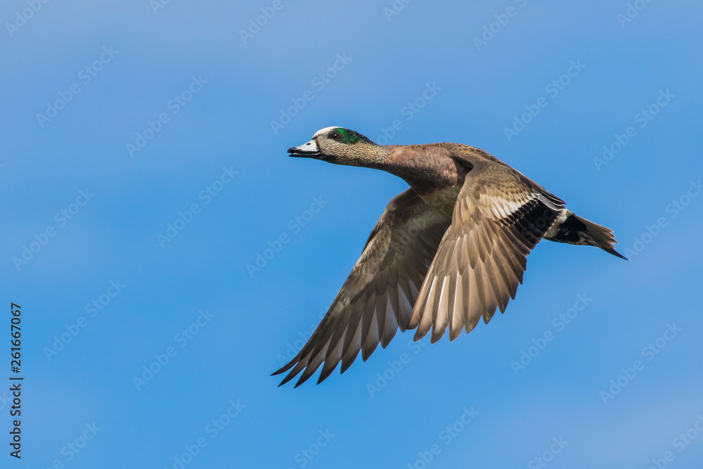 Fototapeta premium An American Widgeon Drake Passes Over the Blind