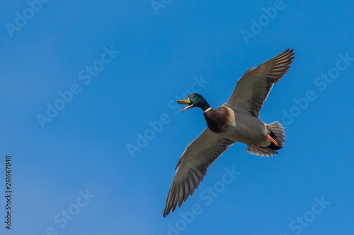 A Drake Mallard Calls as he Comes in for a Landing