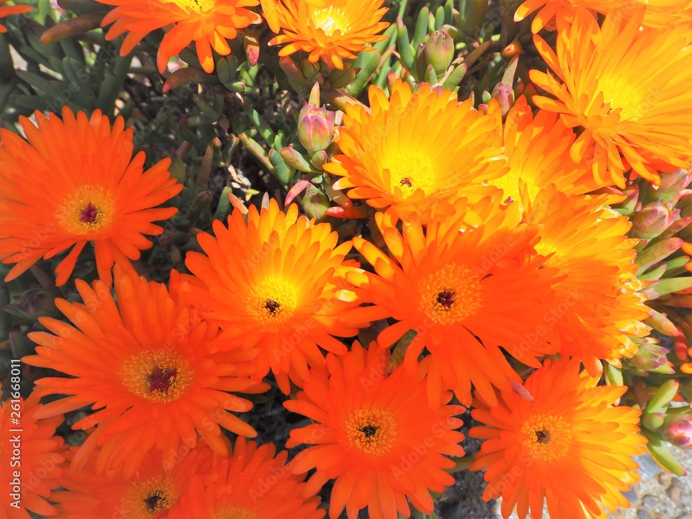 Obraz premium Lampranthus spectabilis