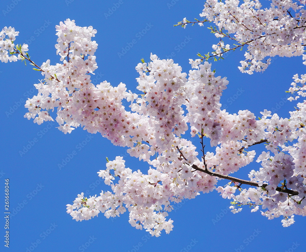 Delicate and beautiful cherry blossom against blue sky background. Sakura blossom. Japanese cherry blossom. Delicate and beautiful cherry blossom against blue sky background. Sakura blossom. Japanese cherry blossom.