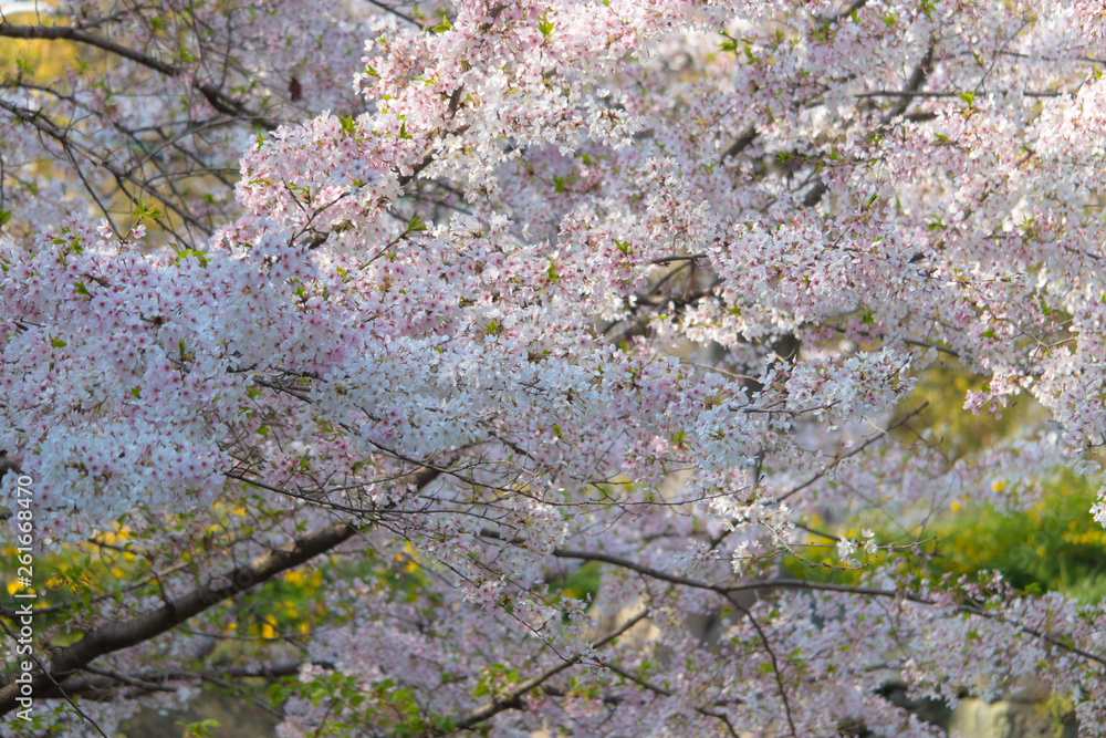 Pink Japanese cherry blossom blooming season under a ending winter Pink Japanese cherry blossom blooming season under a ending winter