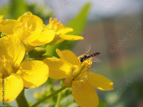 nanohana flower and bee