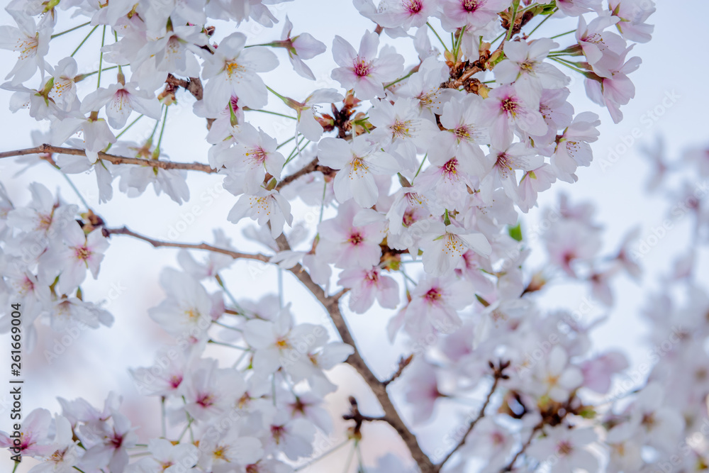 Pink Japanese cherry blossom blooming season under a ending winter Pink Japanese cherry blossom blooming season under a ending winter