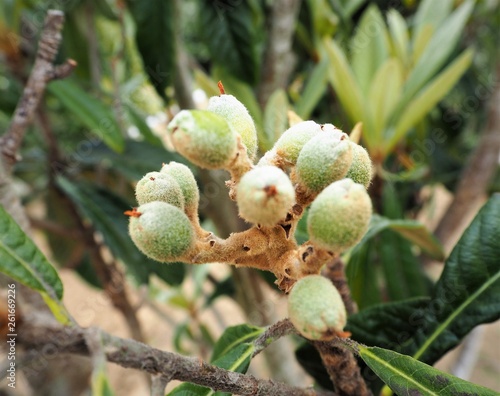 loquat Biwa