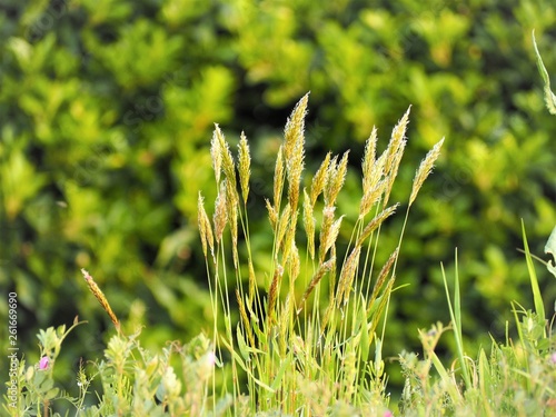 Sweet vernalgrass  Harugaya photo