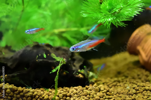 美しい　熱帯魚　ネオンテトラ(20-2）　