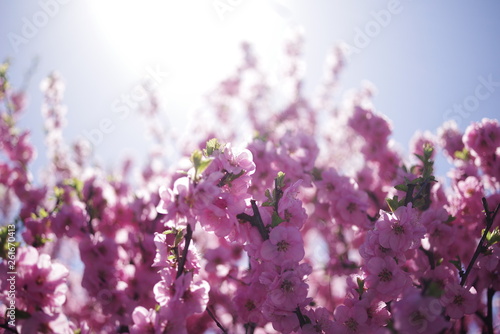 beautiful pink color spring flower