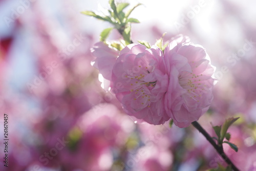 beautiful pink color spring flower photo