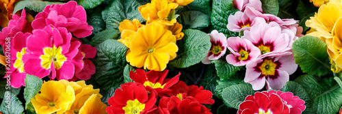 Colorful primula flowers background.