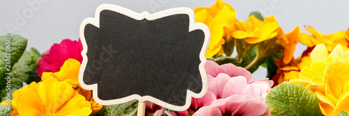 Colorful primula flowers and blank blackboard label
