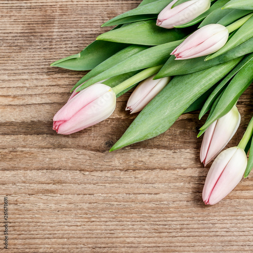Beautiful pink and white tulips on wooden background