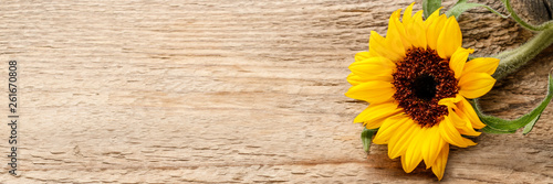 Single sunflower on wooden background