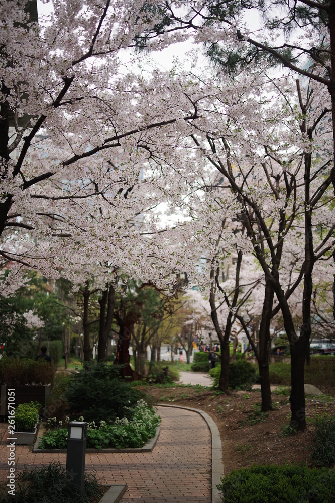 beautiful cheeryblossom, spring season flower beautiful cheeryblossom, spring season flower