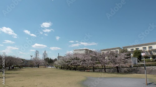 TOKYO,  JAPAN - CIRCA APRIL 2019 : CHERRY BLOSSOMS in RESIDENTIAL AREA at TAMA CITY in spring season. photo