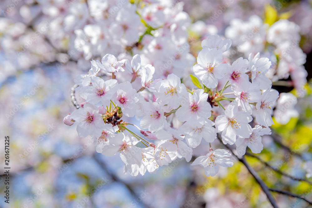 Pink Japanese cherry blossom blooming season under a ending winter