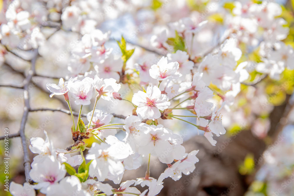 Pink Japanese cherry blossom blooming season under a ending winter Pink Japanese cherry blossom blooming season under a ending winter