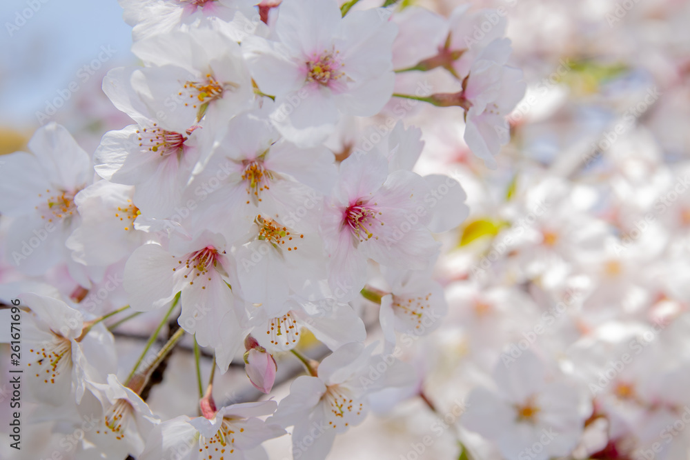 Pink Japanese cherry blossom blooming season under a ending winter Pink Japanese cherry blossom blooming season under a ending winter