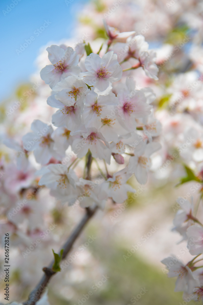 Pink Japanese cherry blossom blooming season under a ending winter Pink Japanese cherry blossom blooming season under a ending winter