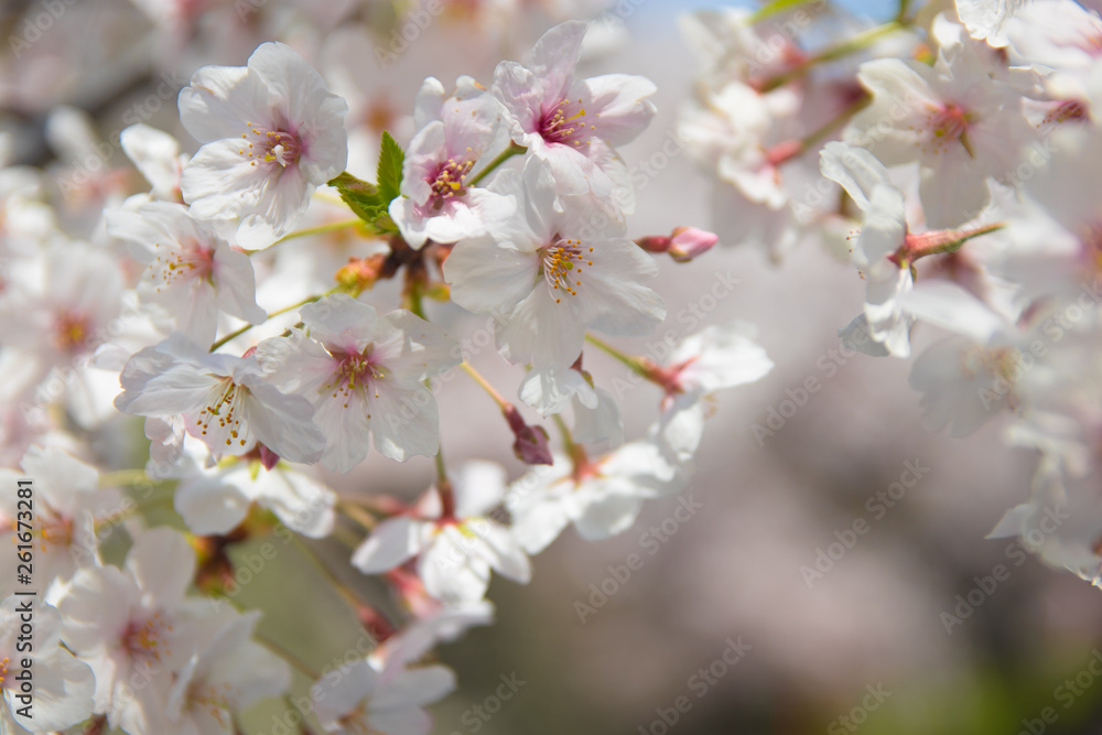 Pink Japanese cherry blossom blooming season under a ending winter Pink Japanese cherry blossom blooming season under a ending winter