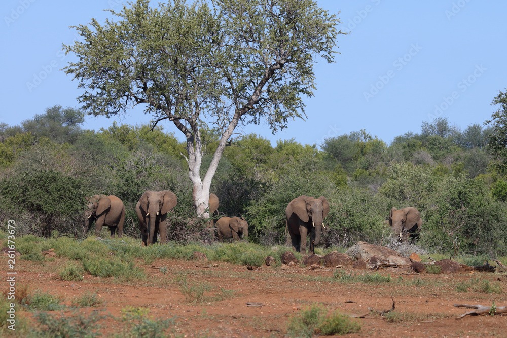 Fototapeta premium Afrikanischer Elefant / African elephant / Loxodonta africana