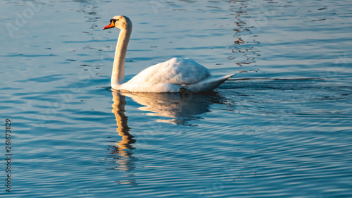 Beautiful swan swimming with reflections