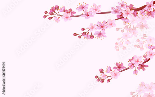 Realistic chinese pink sakura background on soft rose background. Oriental pattern flower blossom spring background. 3D nature backdrop vector illustration