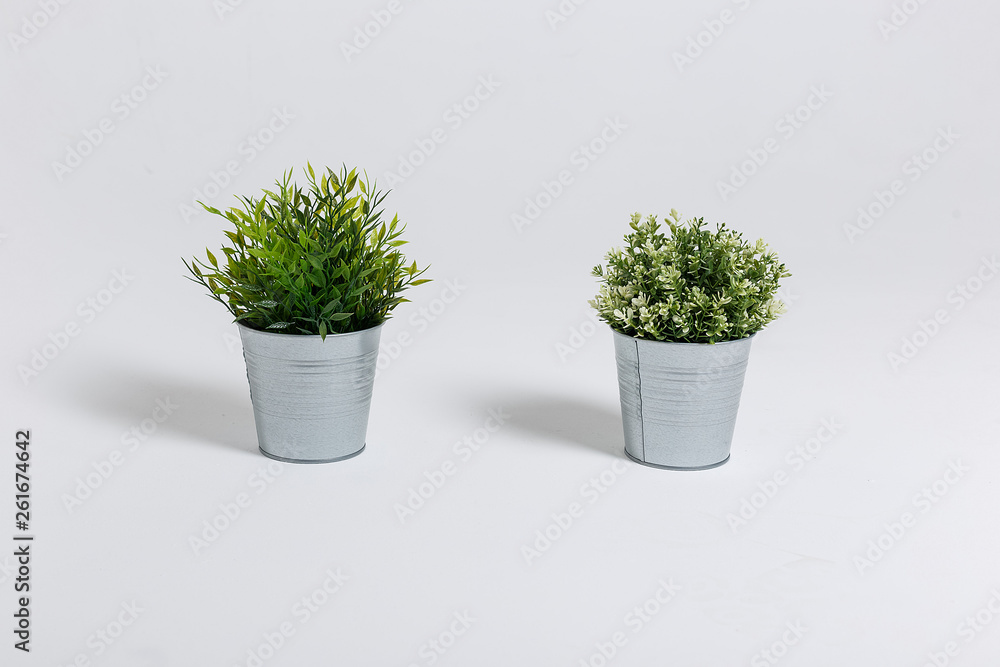 Two fresh green plants in small decorative metal buckets on a white background with a copyspace for a text. Two fresh green plants in small decorative metal buckets on a white background with a copyspace for a text.
