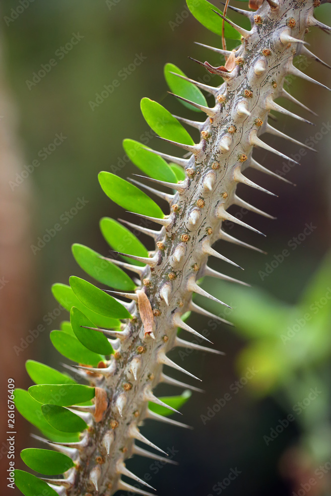 Fototapeta premium Spiny twig of Euphorbia on photo. An oblique image of a twig diagonally across the image.