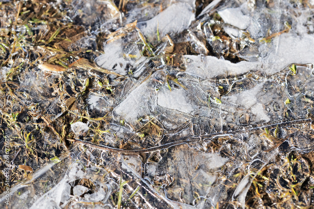 Dry grass under the ice in the spring forest. Abstract natural background Dry grass under the ice in the spring forest. Abstract natural background