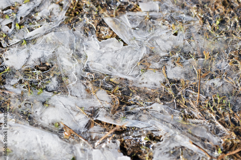 Dry grass under the ice in the spring forest. Abstract natural background Dry grass under the ice in the spring forest. Abstract natural background