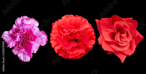 three exotic flowers bouquet isolated © Mihail