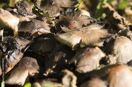 group of mushrooms in forest 