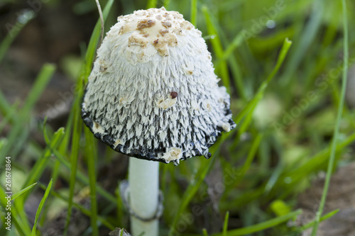 Mushroom umbrella with a white cap.
