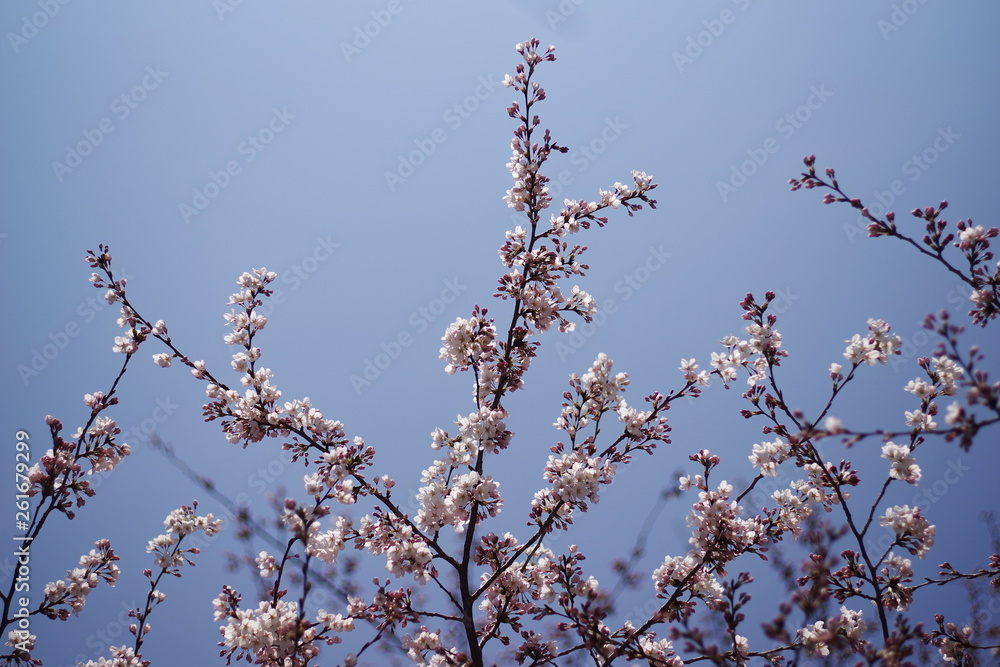 beautiful spring season flower