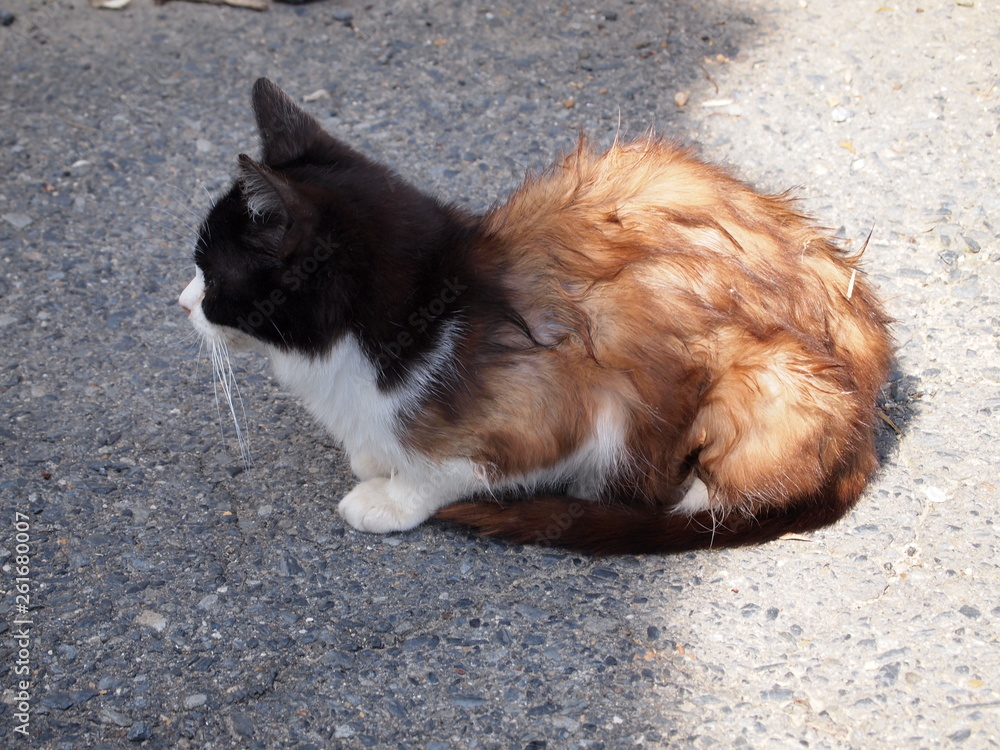猫 猫