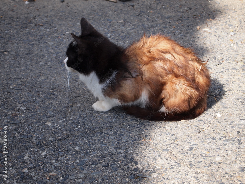 猫 猫