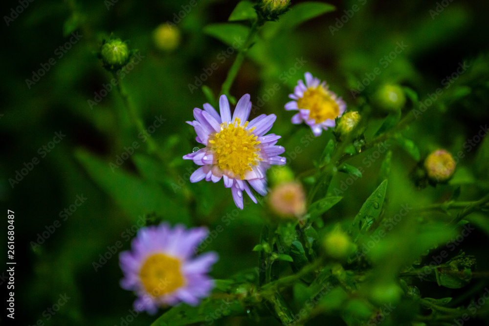 Obraz premium Daisy flowers with yellow center and white petals in vegetation background.
