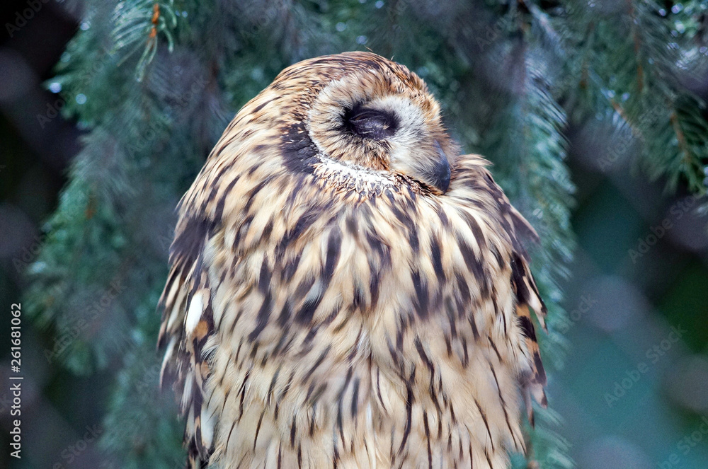 bird of prey bird of prey