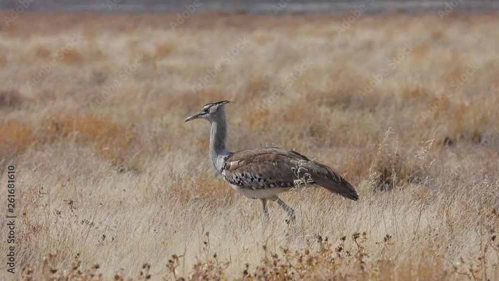 Kori Bustard bird walking through dry grass landscape of Etosha National Park, Namibia Kori Bustard bird walking through dry grass landscape of Etosha National Park, Namibia