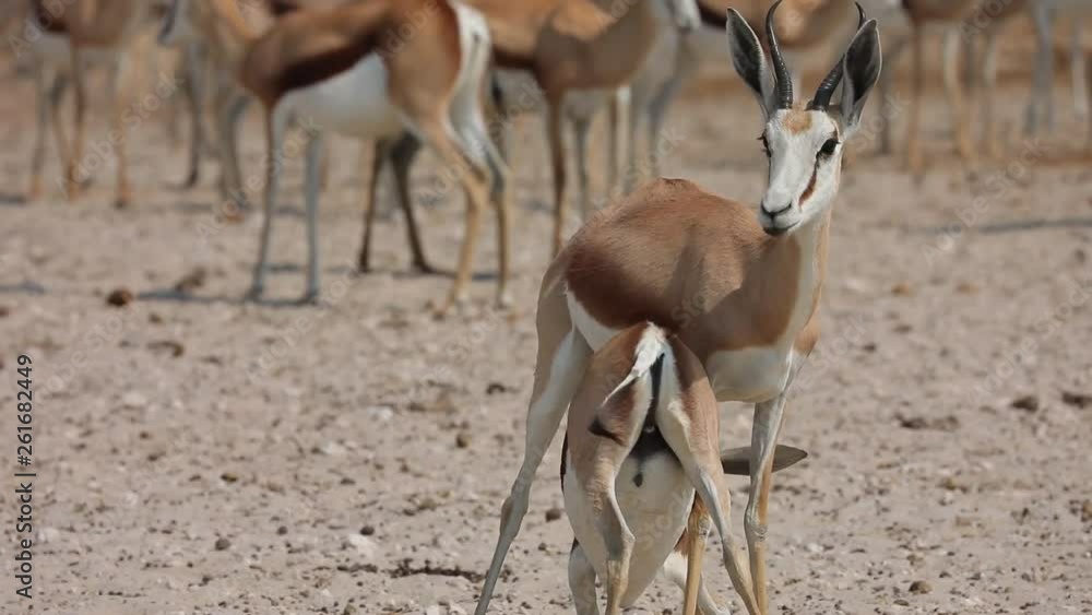 Young springbok drinking milk from its mother in Etosha National Park, Namibia Young springbok drinking milk from its mother in Etosha National Park, Namibia