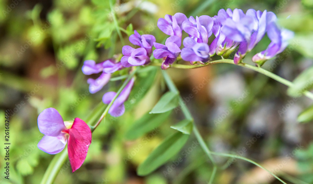 Bright Pink and Purple Wildflower Growing in a Garden in Sicily Bright Pink and Purple Wildflower Growing in a Garden in Sicily