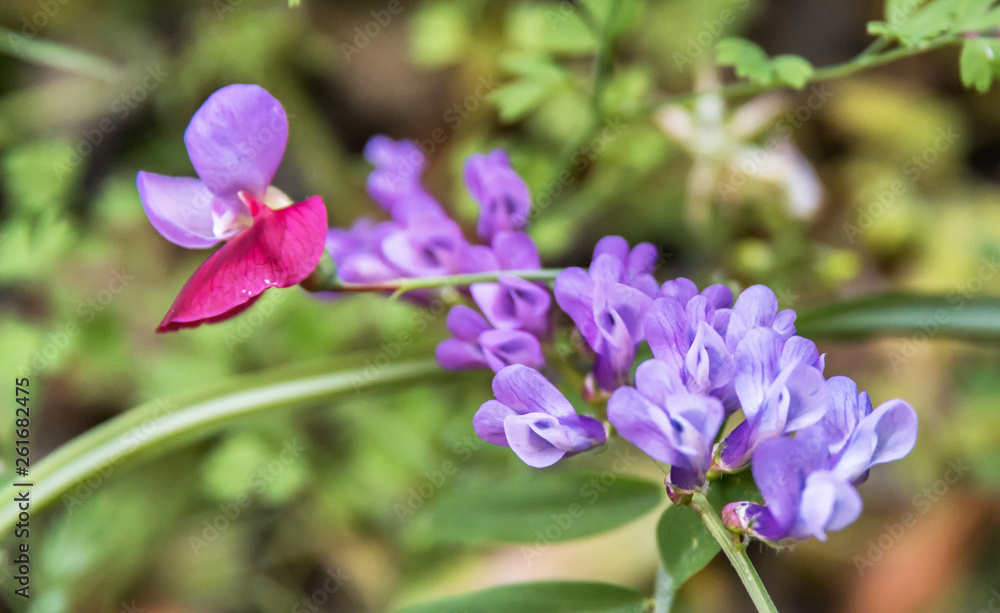 Bright Pink and Purple Wildflower Growing in a Garden in Sicily