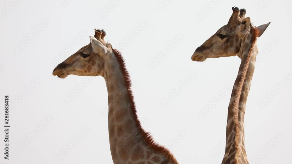 Big Giraffe walking and feeding on bushes in Etosha National Park, Namibia Big Giraffe walking and feeding on bushes in Etosha National Park, Namibia