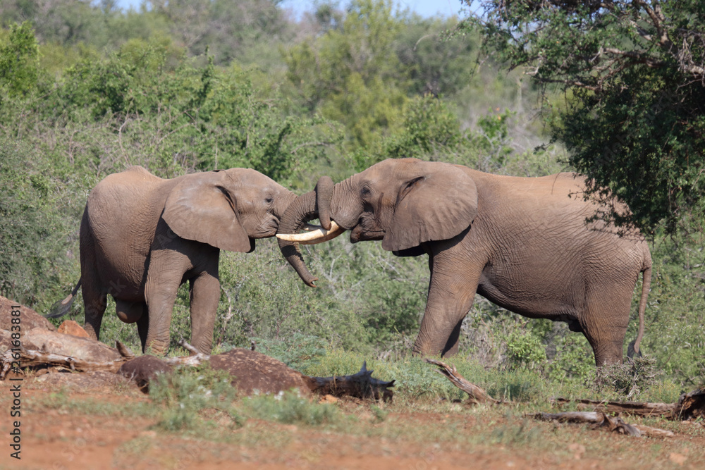 Afrikanischer Elefant / African elephant / Loxodonta africana.