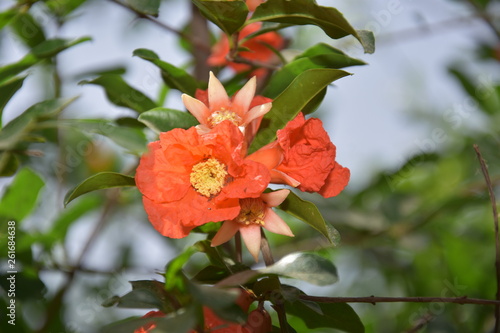 NATURE FLOWER