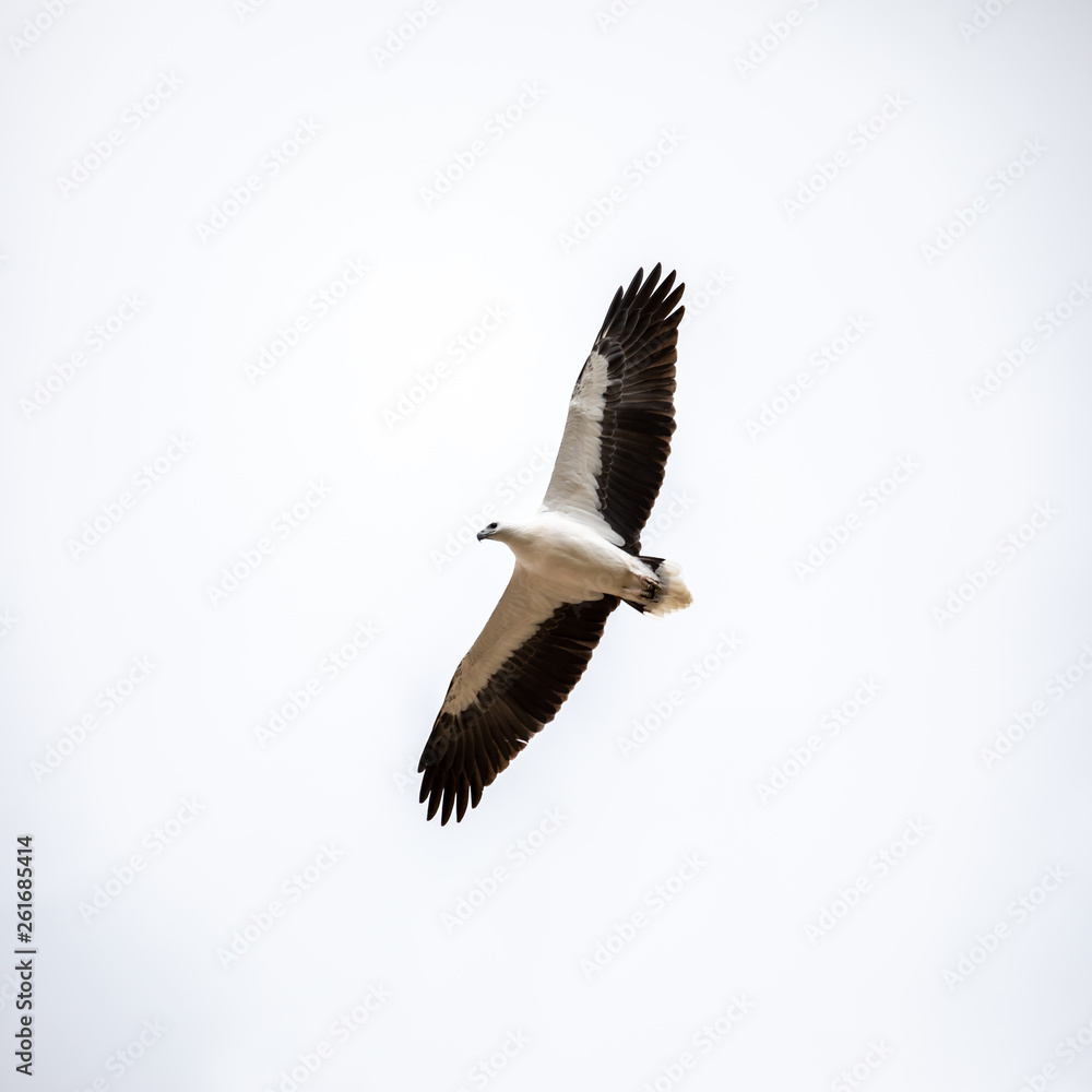 Obraz premium Sea Eagle